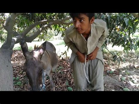 manfuck donkey|Horny man fucks a donkey in the ass then cums inside it.